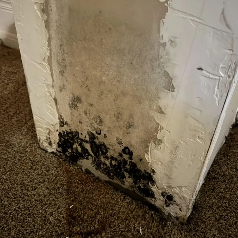 Professional Mold Removal in Huntsville, MO